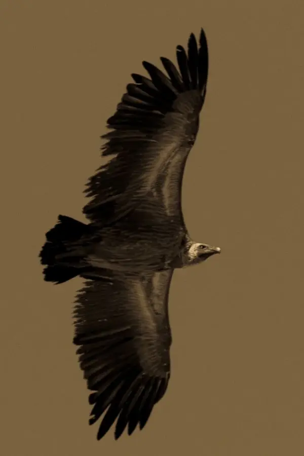 hc871868.jpg