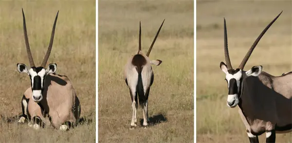 3Oryx.jpg