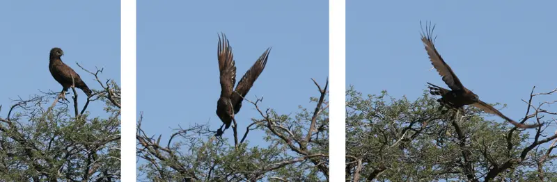 Adler0101.jpg