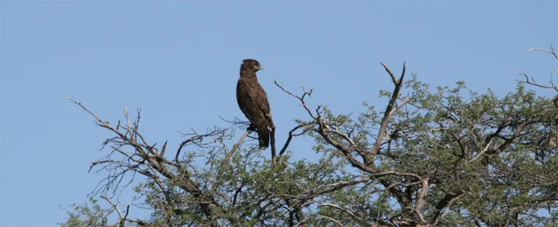 Adler0102.jpg