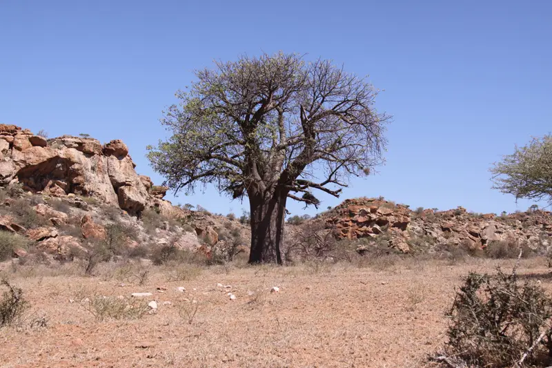 Baobab71.jpg