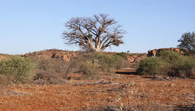 Baobab72.jpg