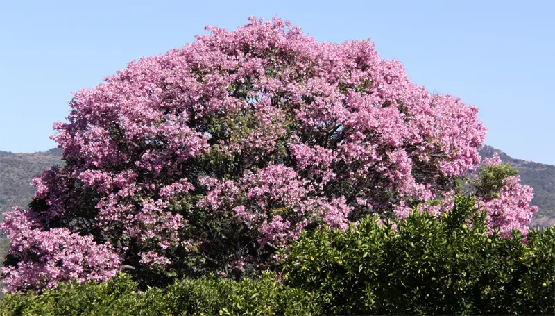 Baum171.jpg