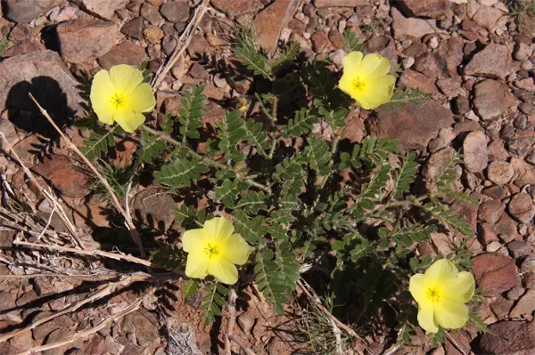 Blume.jpg