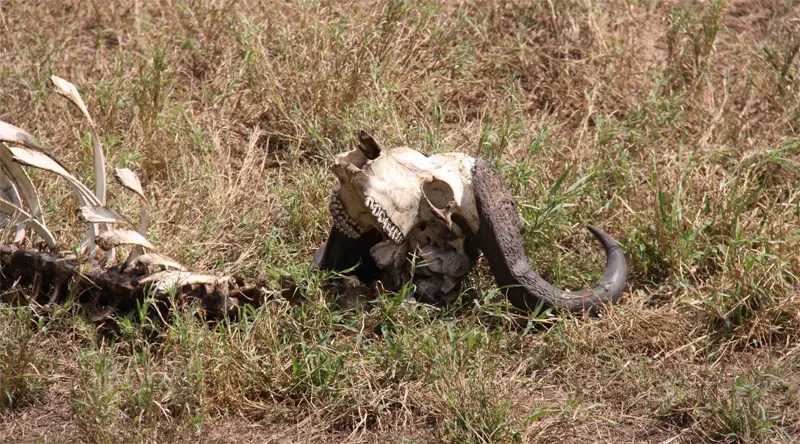 Buffalo131.jpg