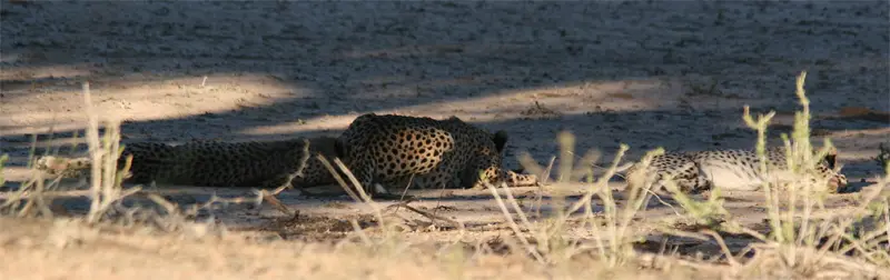 Cheetah0401.jpg