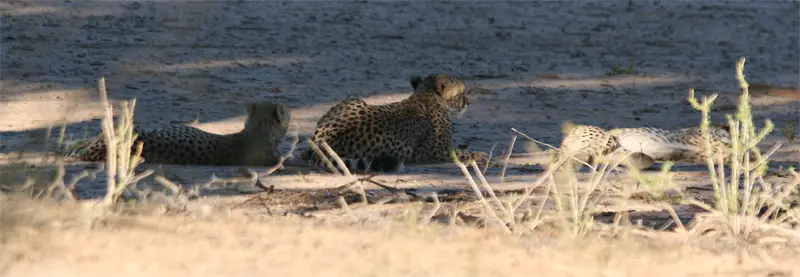 Cheetah0403.jpg
