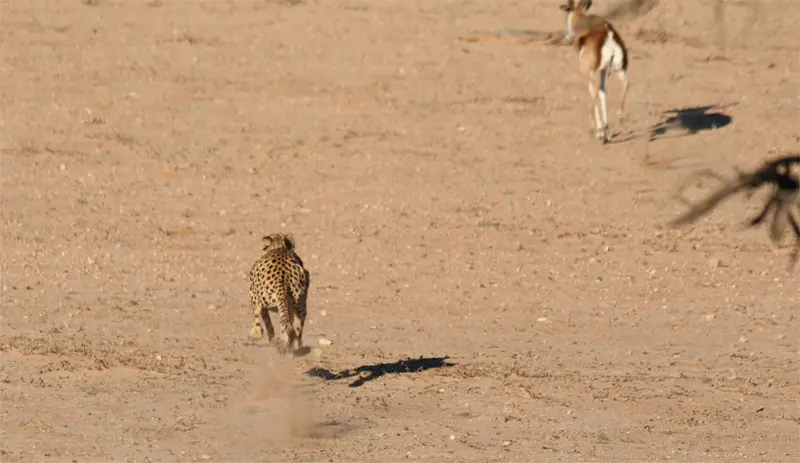 Cheetah0405.jpg