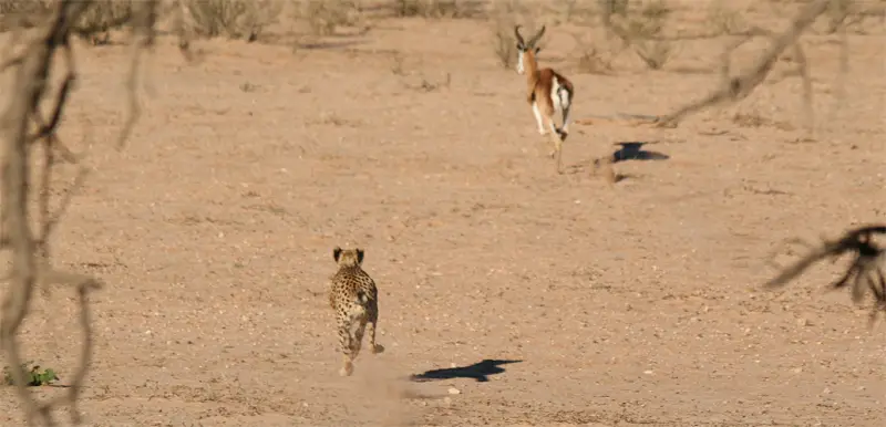 Cheetah0406.jpg