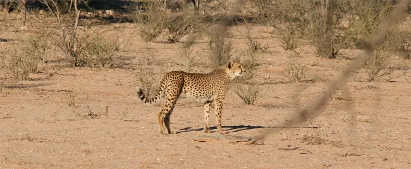 Cheetah0408.jpg