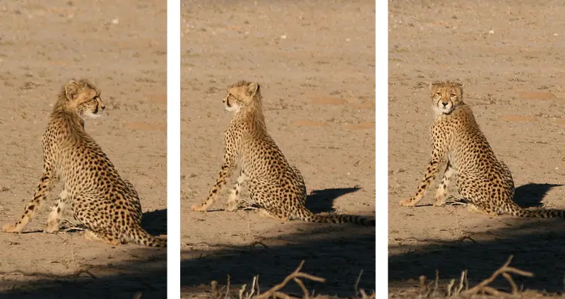 Cheetah0409.jpg