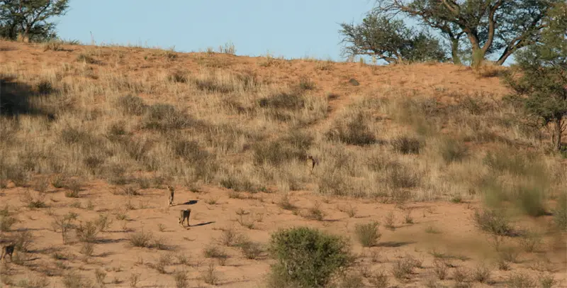 Cheetah0410.jpg