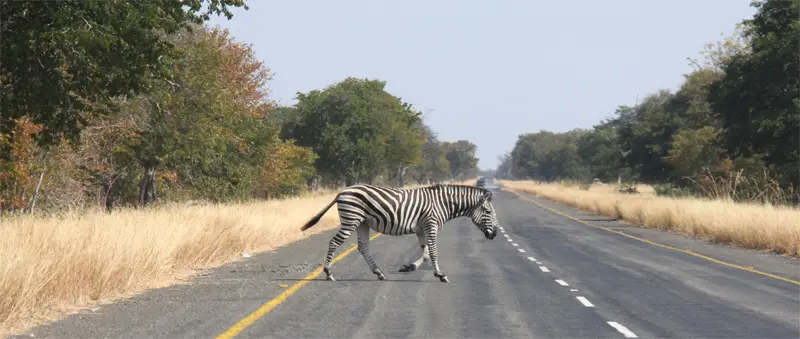 Chobe0601.jpg
