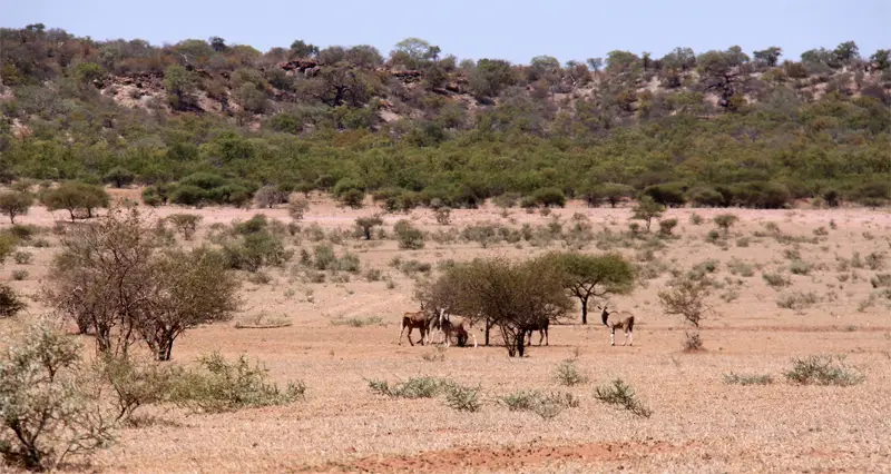 Eland72.jpg