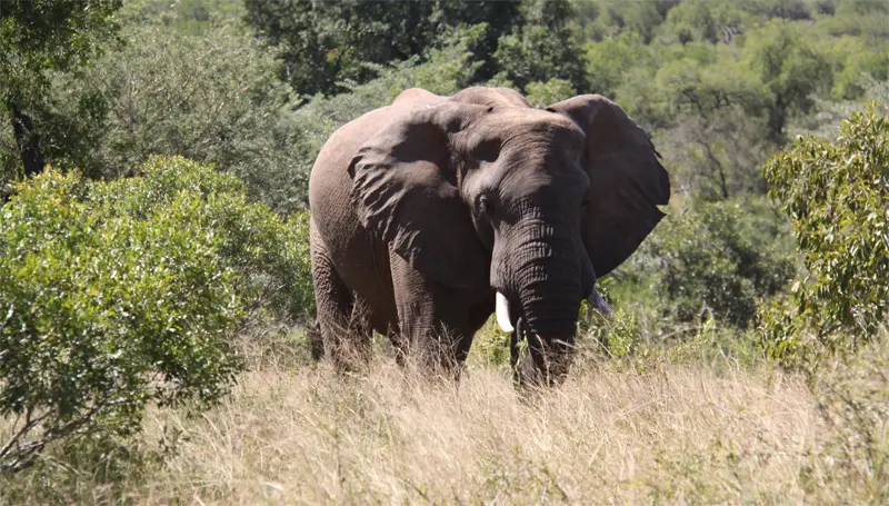 Elefant161.jpg