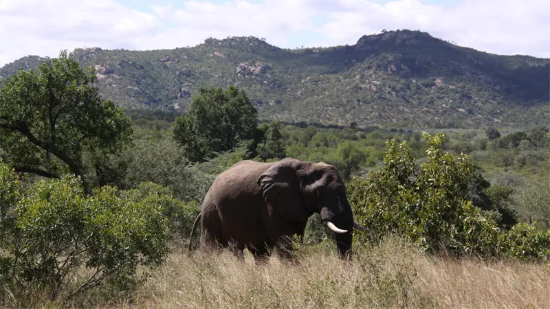 Elefant162.jpg