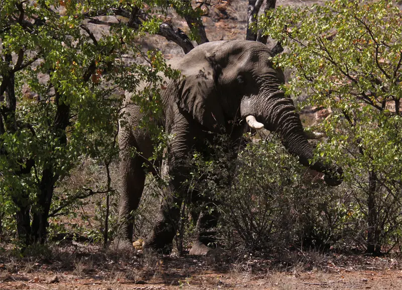 Elefant61.jpg
