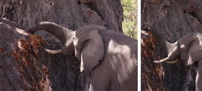 Elefant62.jpg