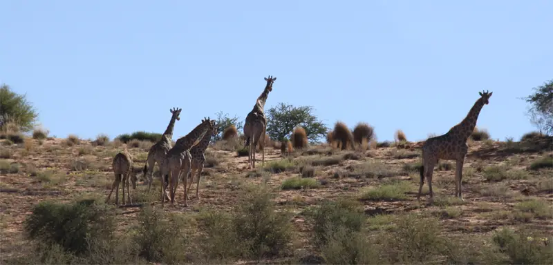 Giraffen0501.jpg