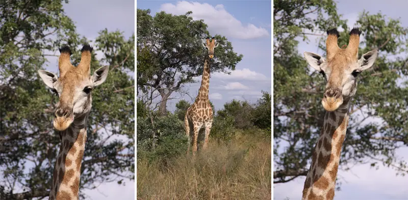 Giraffen151.jpg