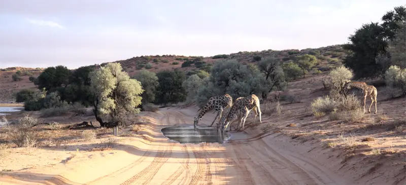 Giraffen3101.jpg