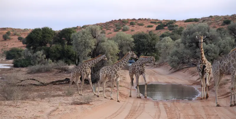 Giraffen3102.jpg