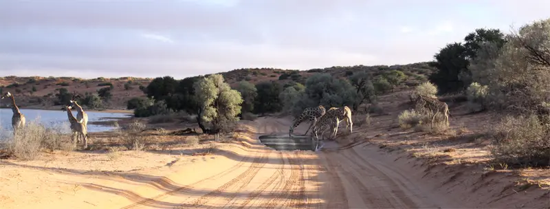 Giraffen3103.jpg