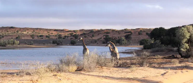 Giraffen3104.jpg