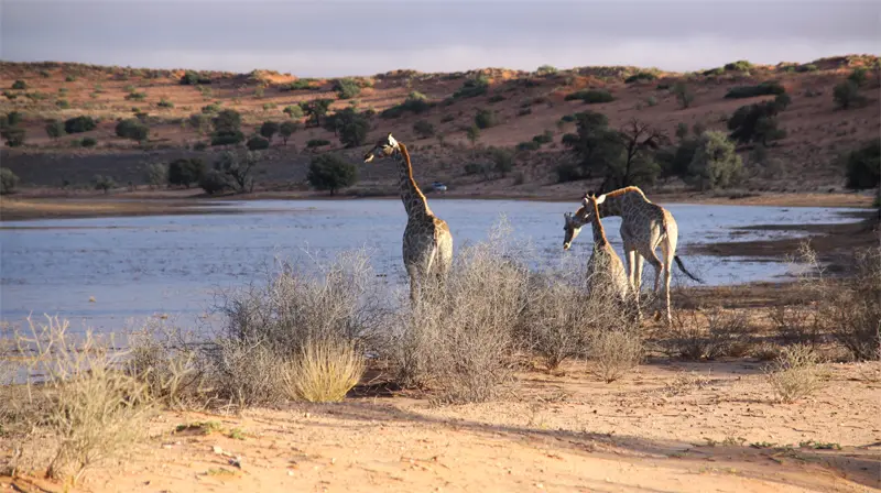 Giraffen3105.jpg