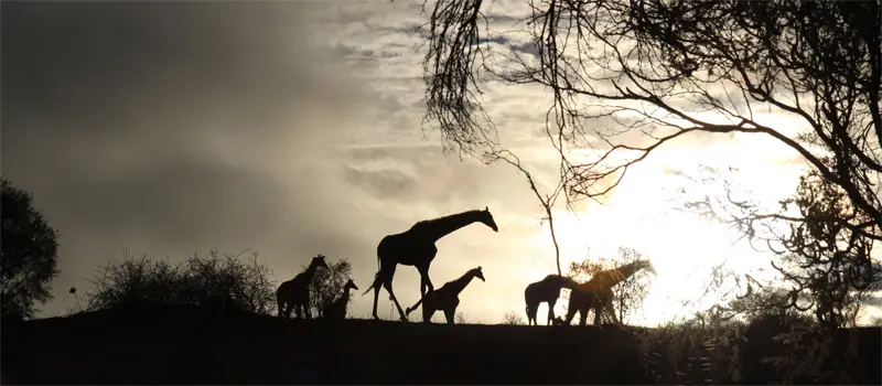 Giraffen3106.jpg