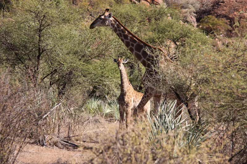 Giraffen61.jpg