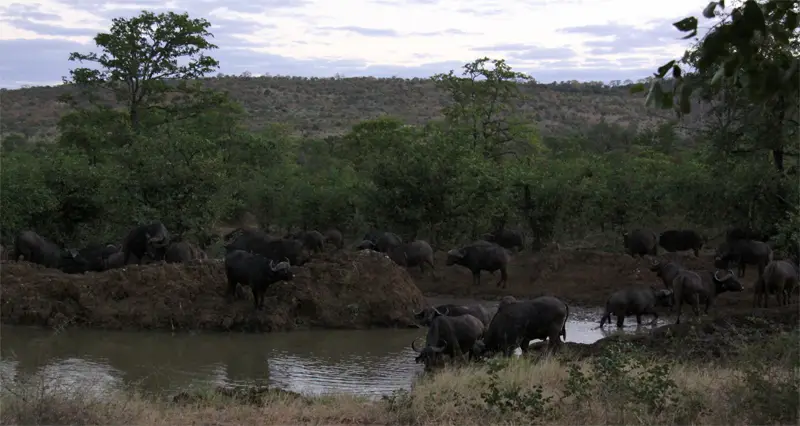Gnu-HerdeWasserloch91.jpg