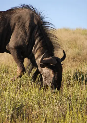 Gnu.jpg