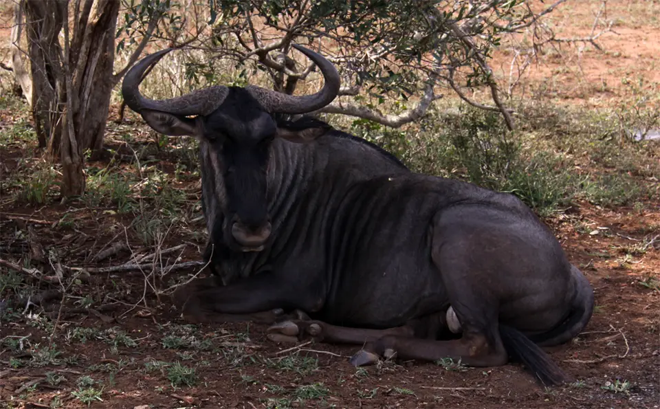 Gnu_2012-01-22.jpg