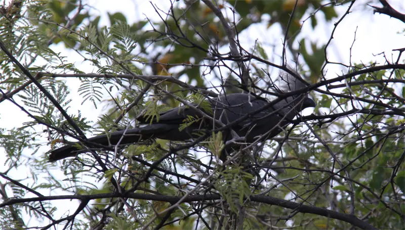 Goawaybird.jpg