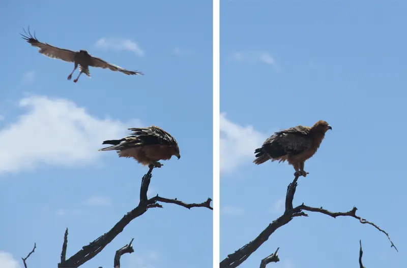 Greifvogel61.jpg
