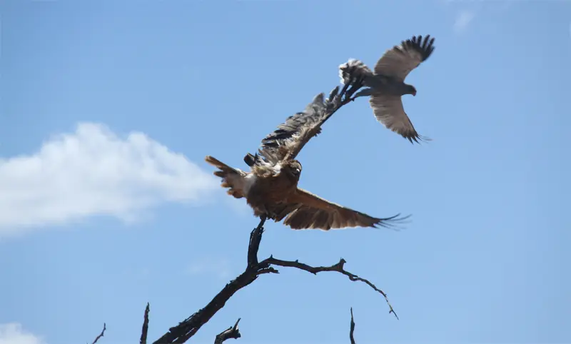 Greifvogel62.jpg