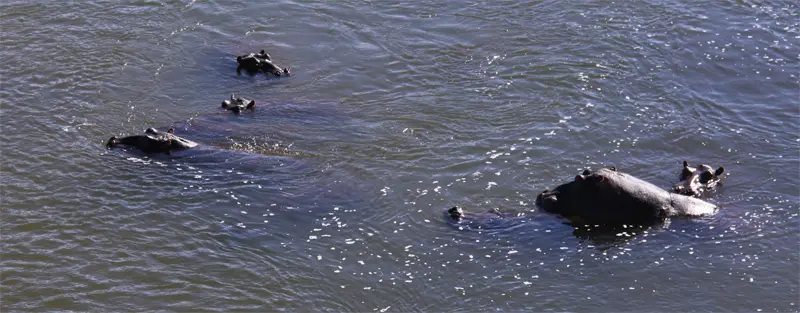Hippos171_2012-06-04.jpg