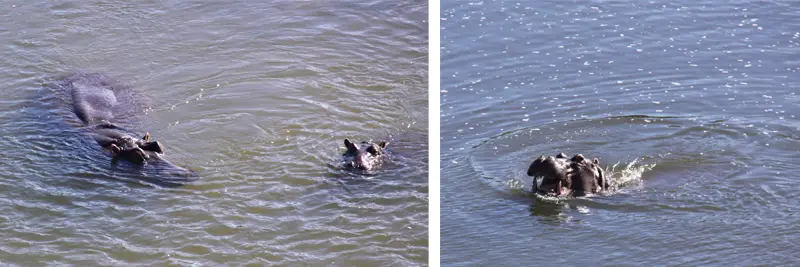 Hippos172_2012-06-04.jpg