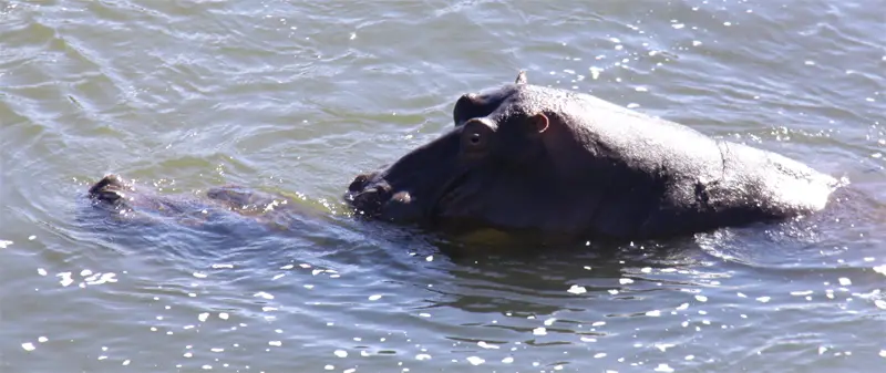 Hippos173_2012-06-04.jpg