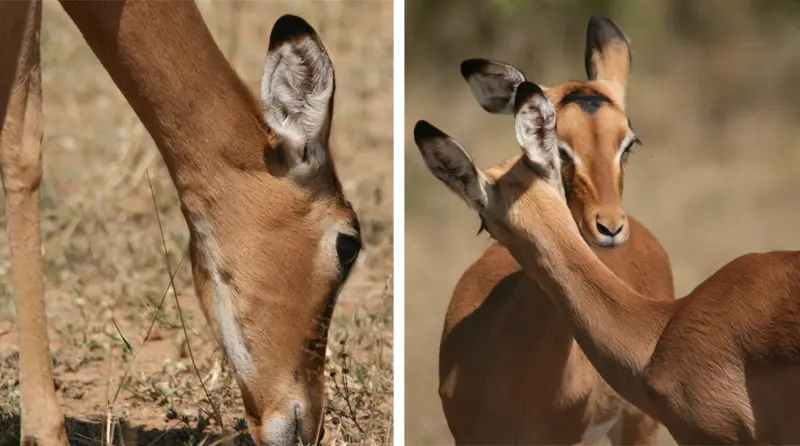 Impalas161.jpg
