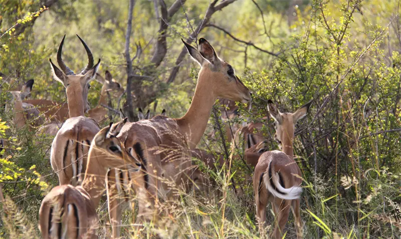 Impalas41.jpg