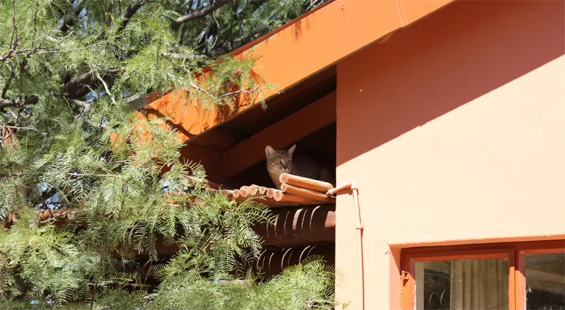 Katze0201.jpg