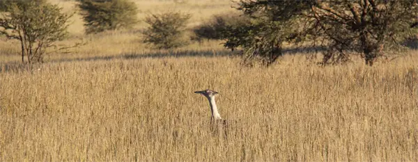 KoriBustard.jpg