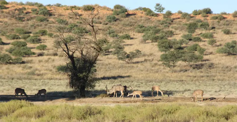 Kudu0201.jpg