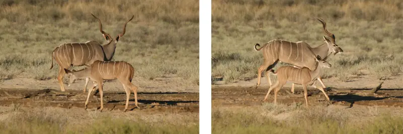 Kudu0202.jpg
