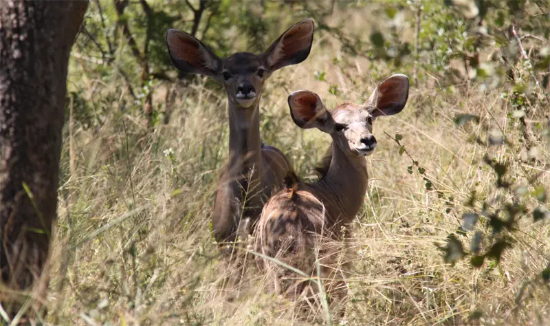 Kudu161.jpg