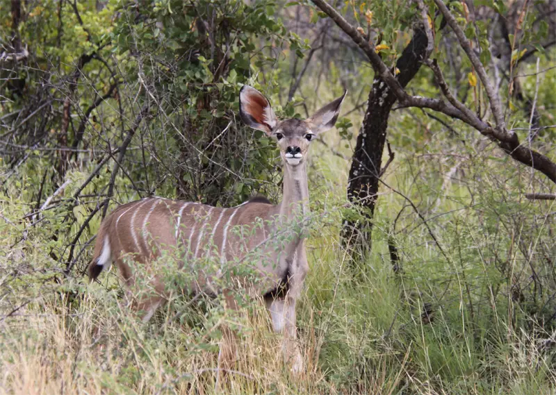 Kudu41.jpg