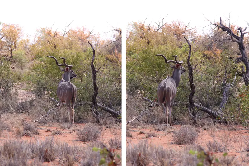 Kudu61.jpg