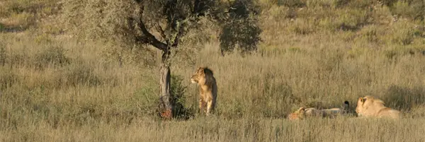 Lwena4.jpg